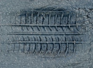 Tire Depression in Asphalt